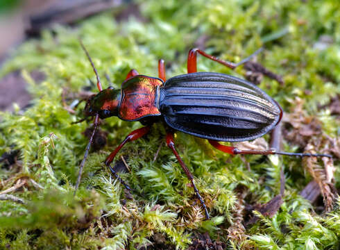 Image of Carabus (Chrysocarabus) auronitens auronitens Fabricius 1792