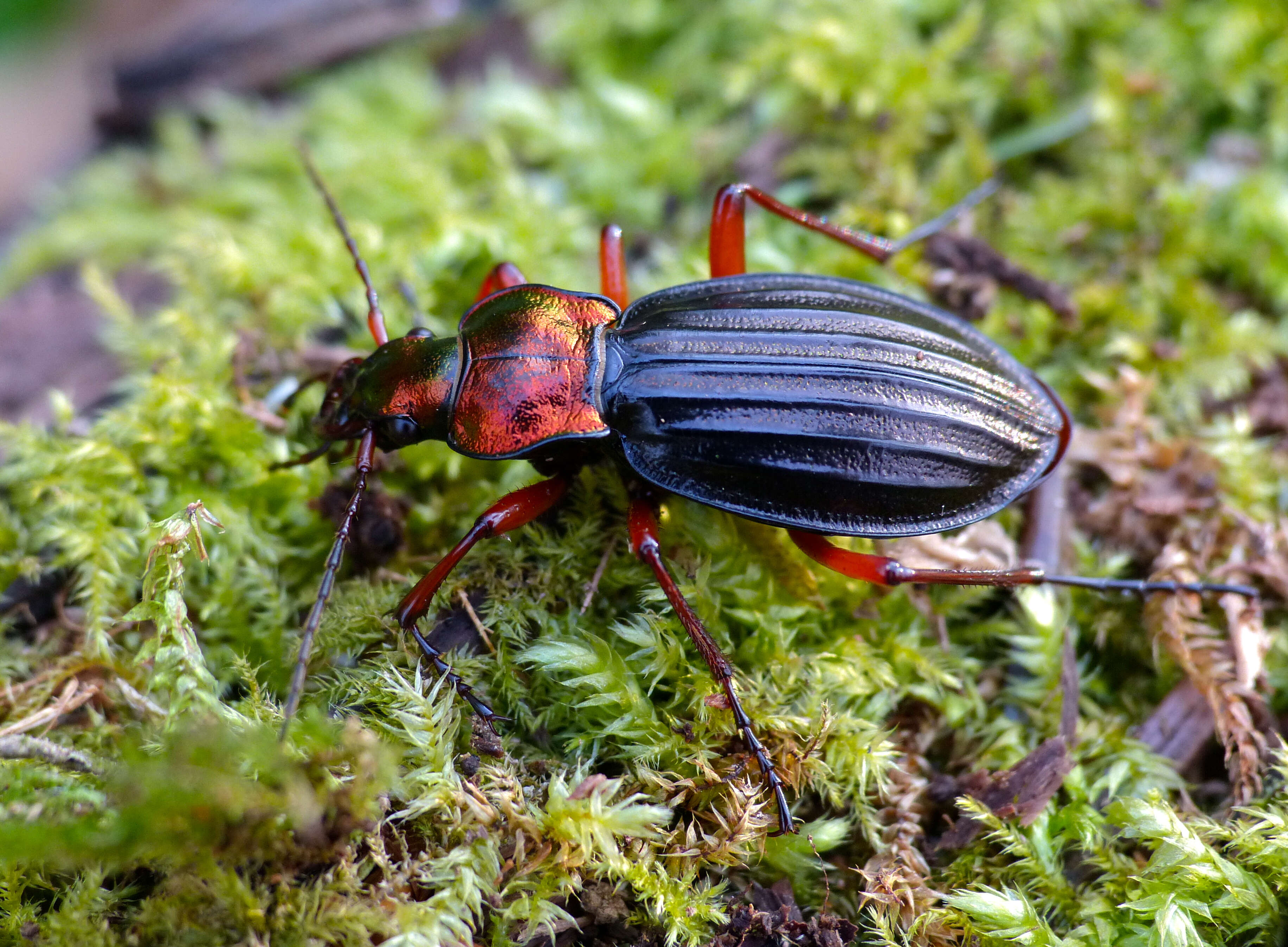 Слика од Carabus (Chrysocarabus) auronitens auronitens Fabricius 1792