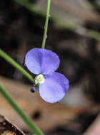 Image of Comesperma sphaerocarpum Steetz