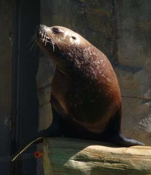 Image of northerns sea lions