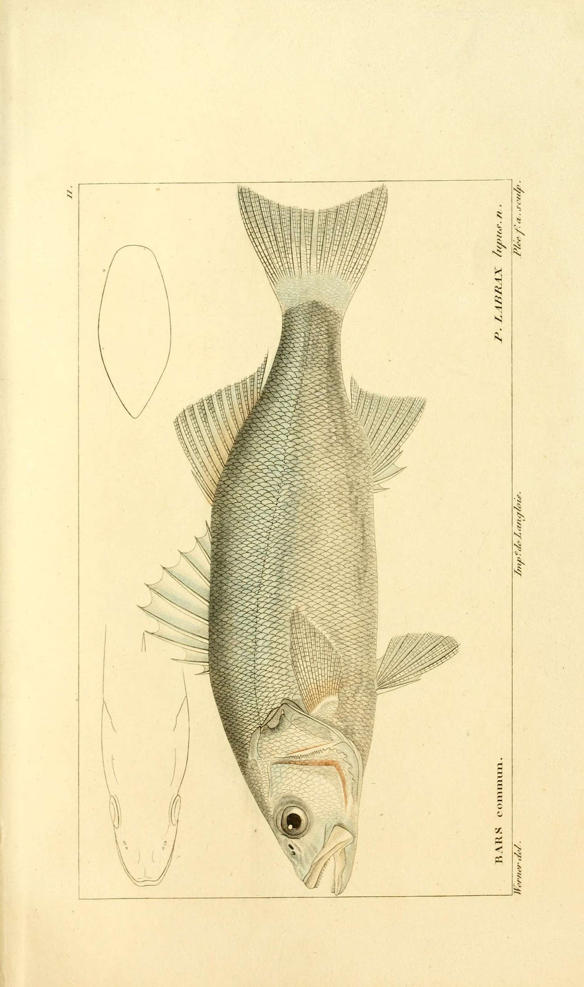 Image of Dicentrarchus