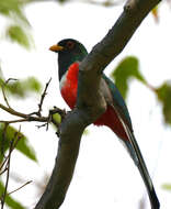 Imagem de Trogon elegans Gould 1834