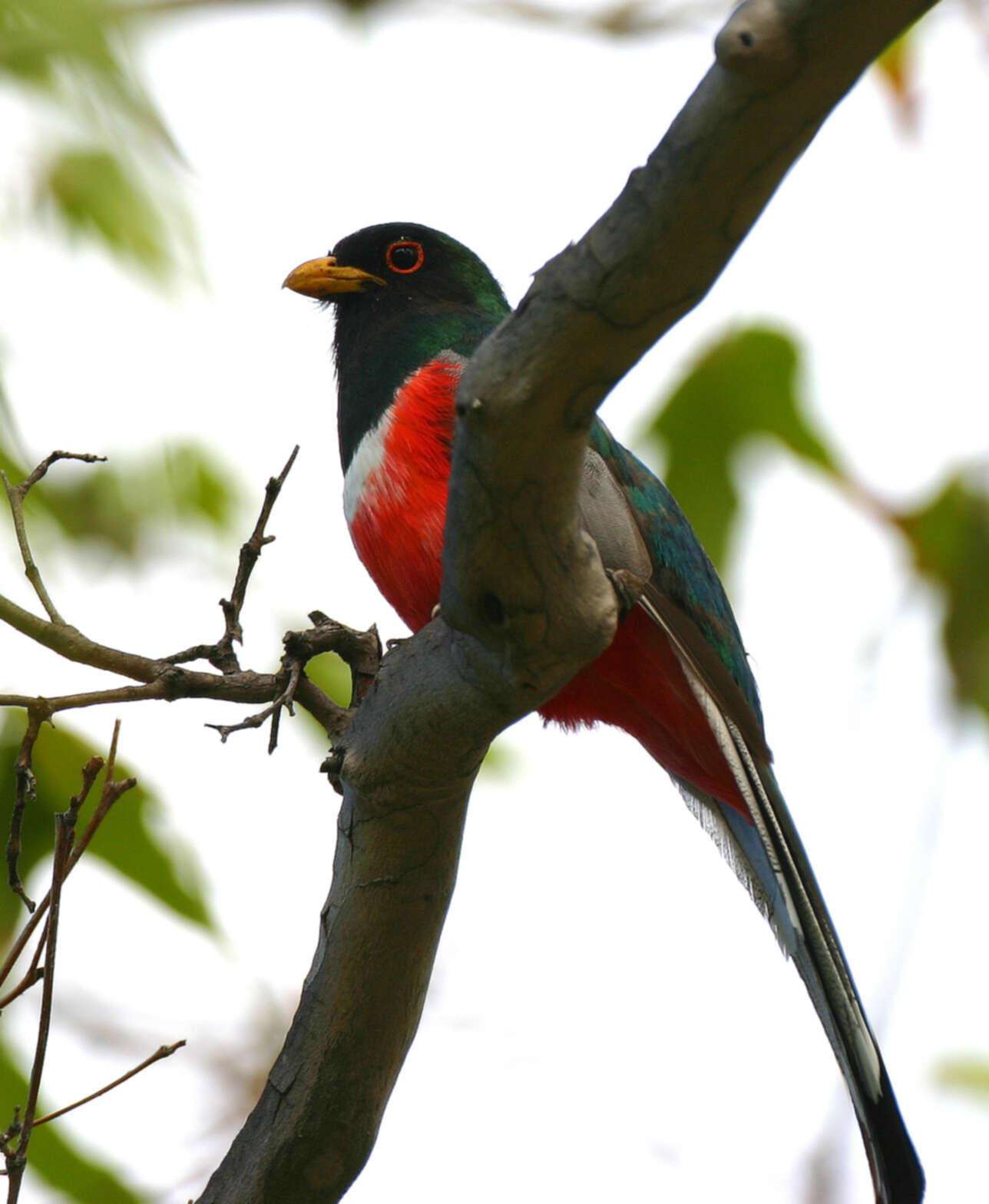 Imagem de Trogon elegans Gould 1834