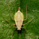 Image of Macrosiphum (Macrosiphum) violae Jensen 2000