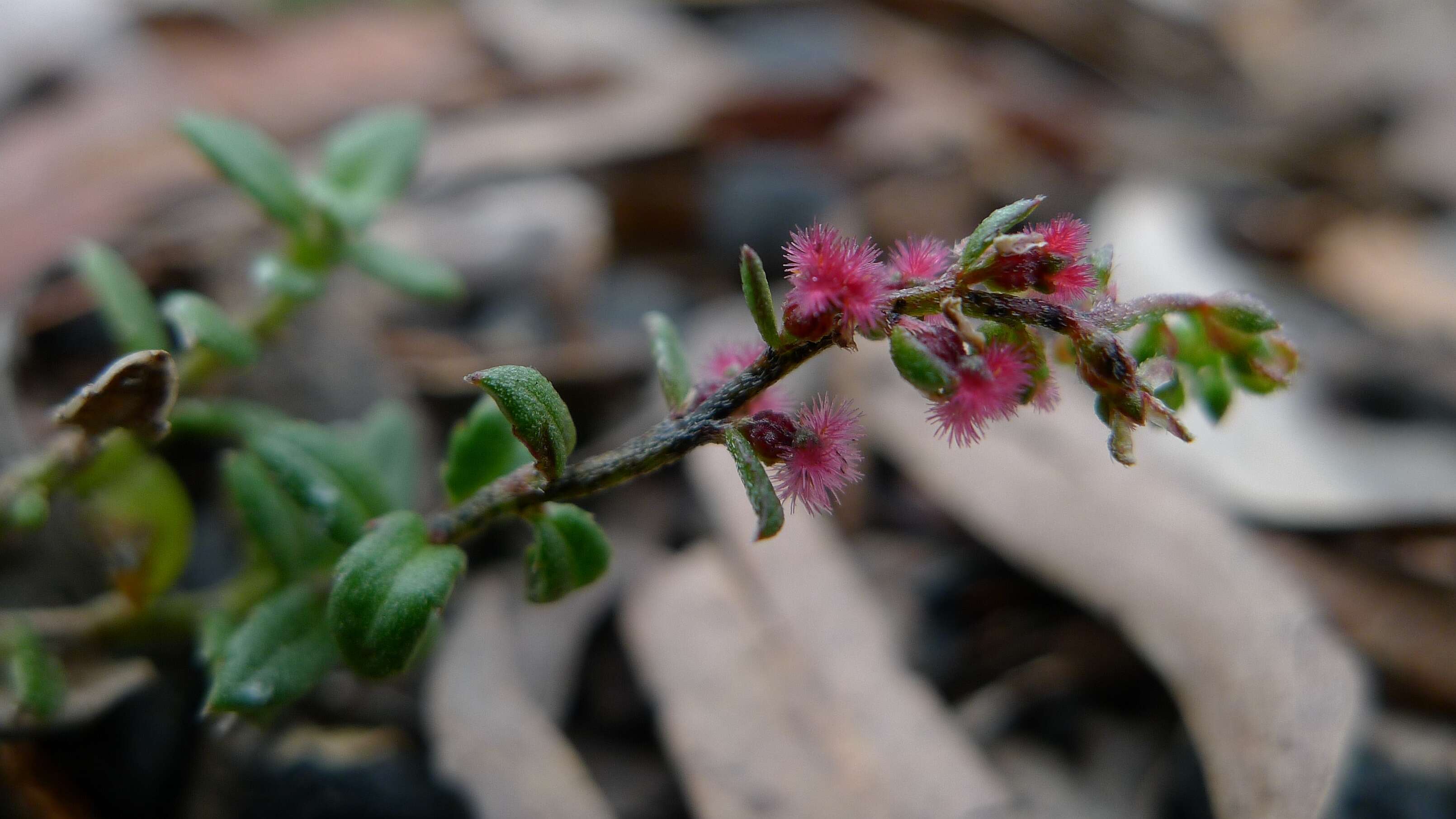 Image of Gonocarpus tetragynus Labill.