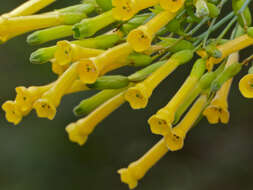 Image of tree tobacco