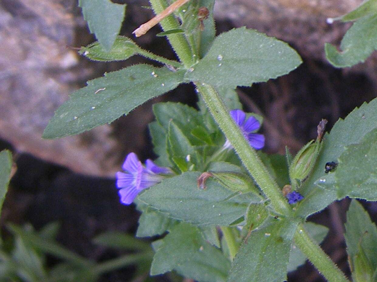 Слика од Stemodia durantifolia (L.) Sw.