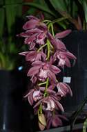 Cymbidium Jamie的圖片