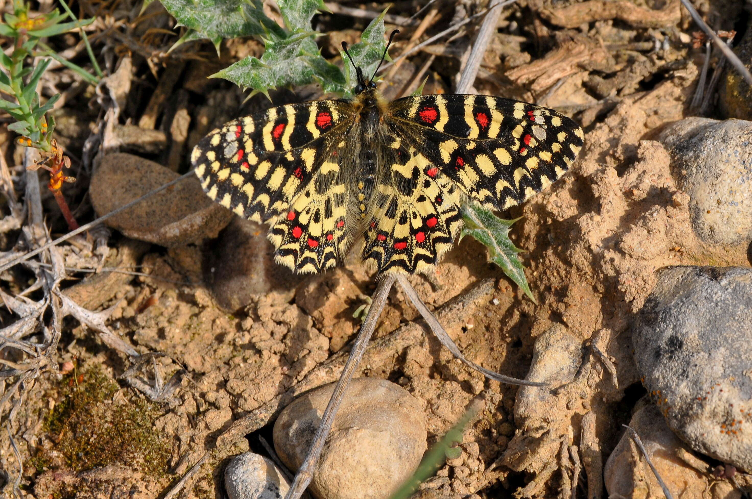 Image of Zerynthia rumina (Linnaeus 1758)