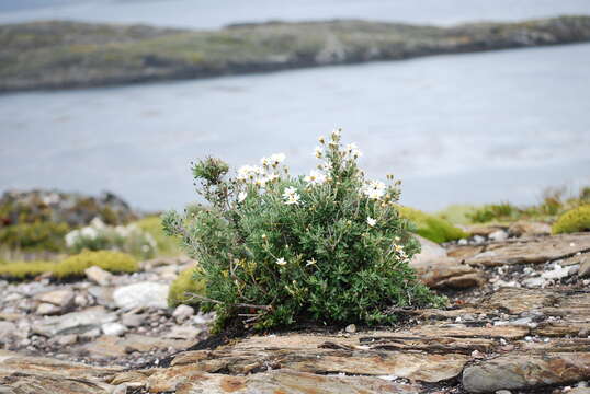 Image of Chiliotrichum diffusum (Forst. fil.) Kuntze