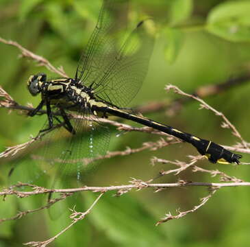 Imagem de Gomphurus lineatifrons (Calvert 1921)