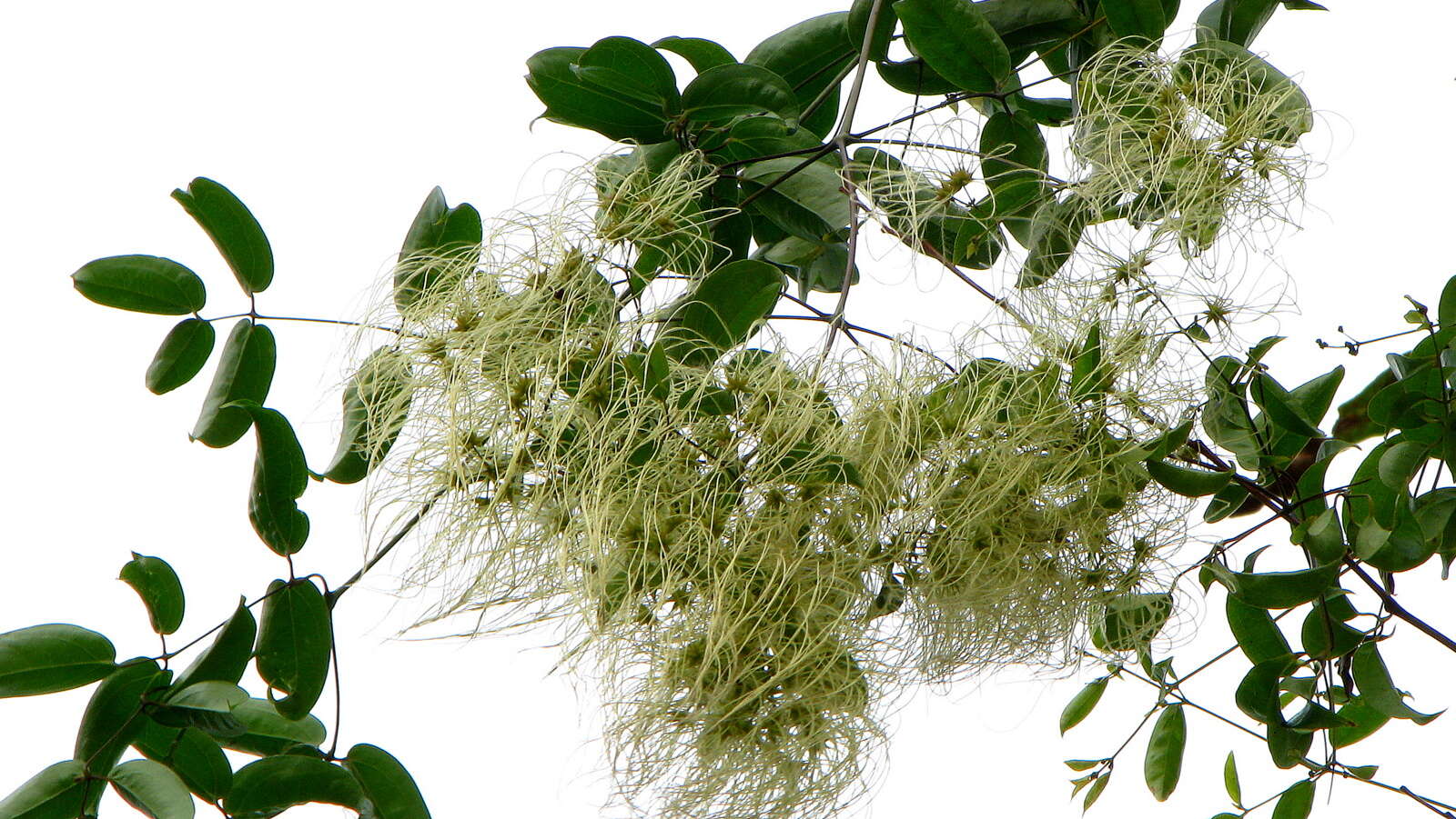 Image of Clematis brasiliana DC.