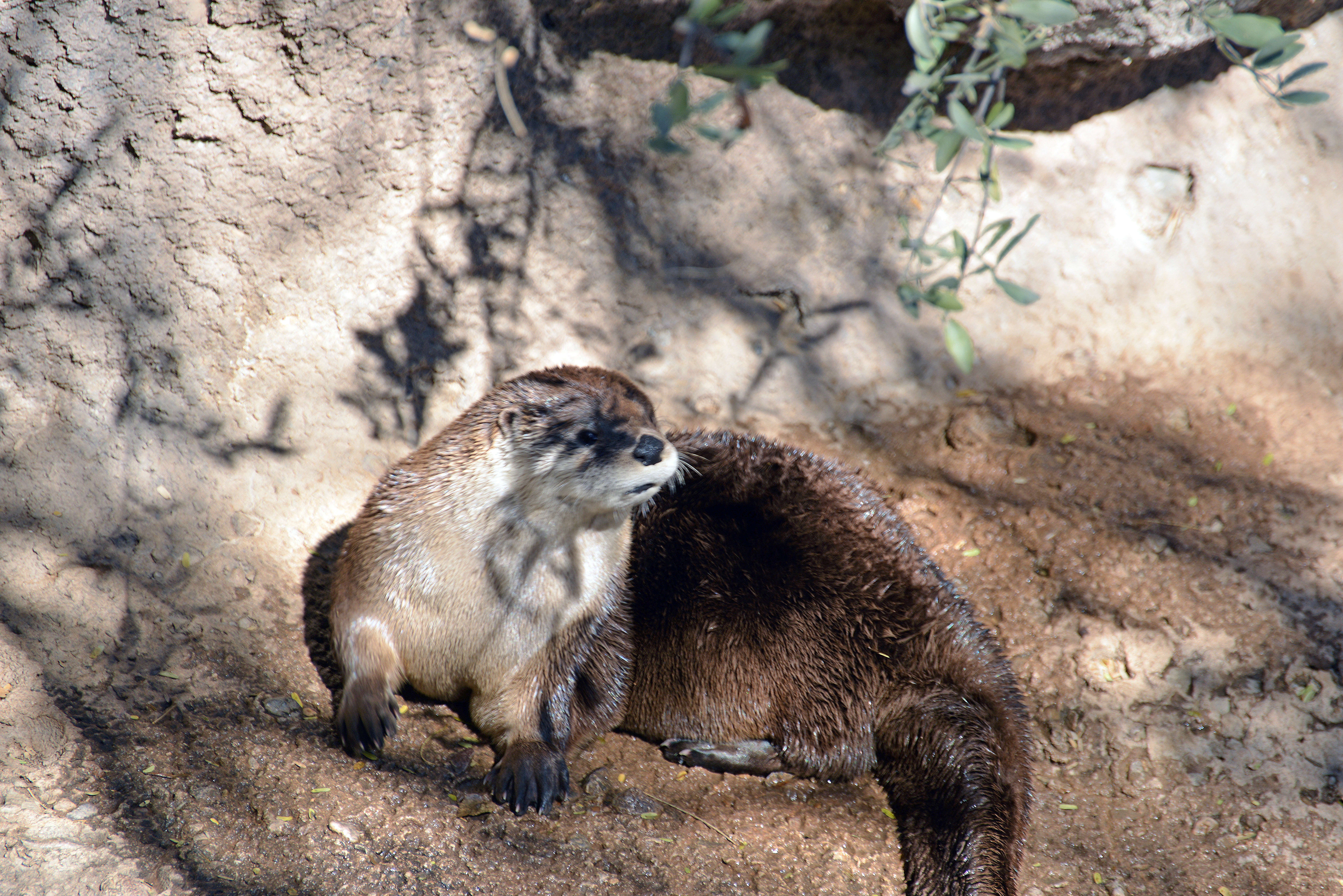 Lutra canadensis sonorae resmi