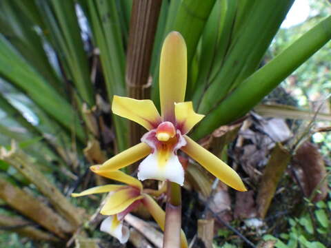 Image of Cymbidium finlaysonianum Lindl.