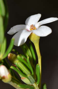 Image of Ricinocarpos cyanescens Müll. Arg.