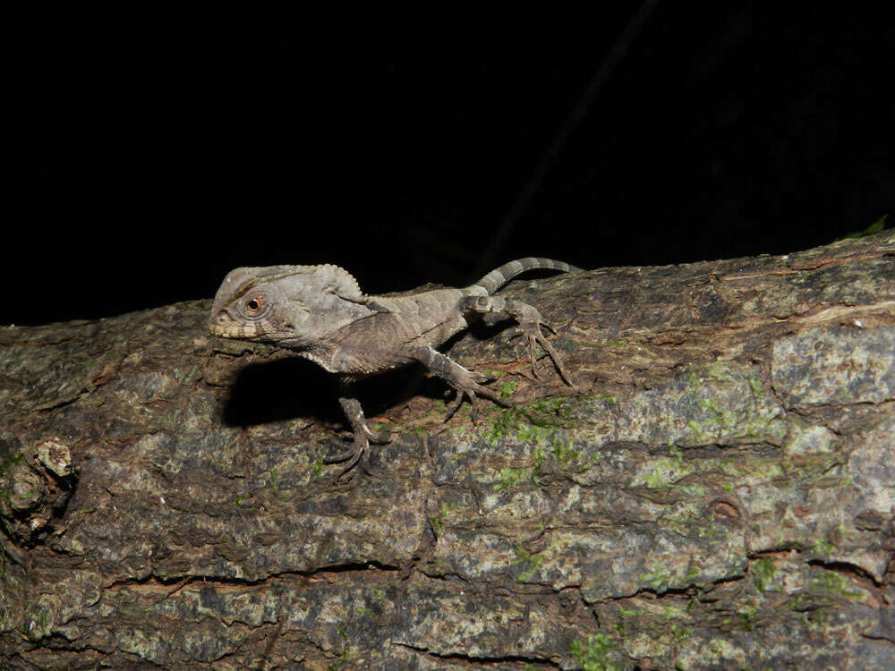 Image of helmet lizards