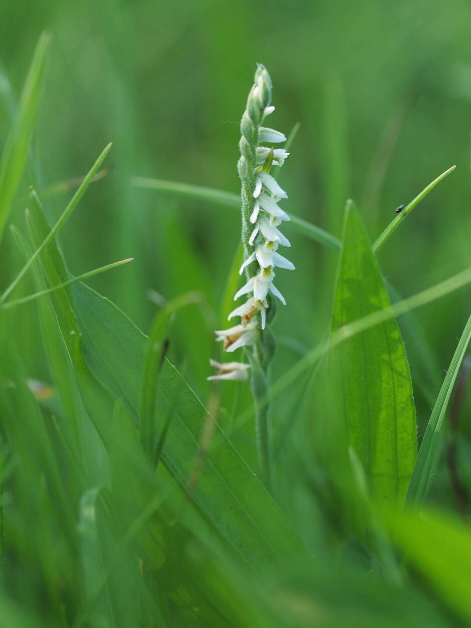 Image of Ladies'-tresses