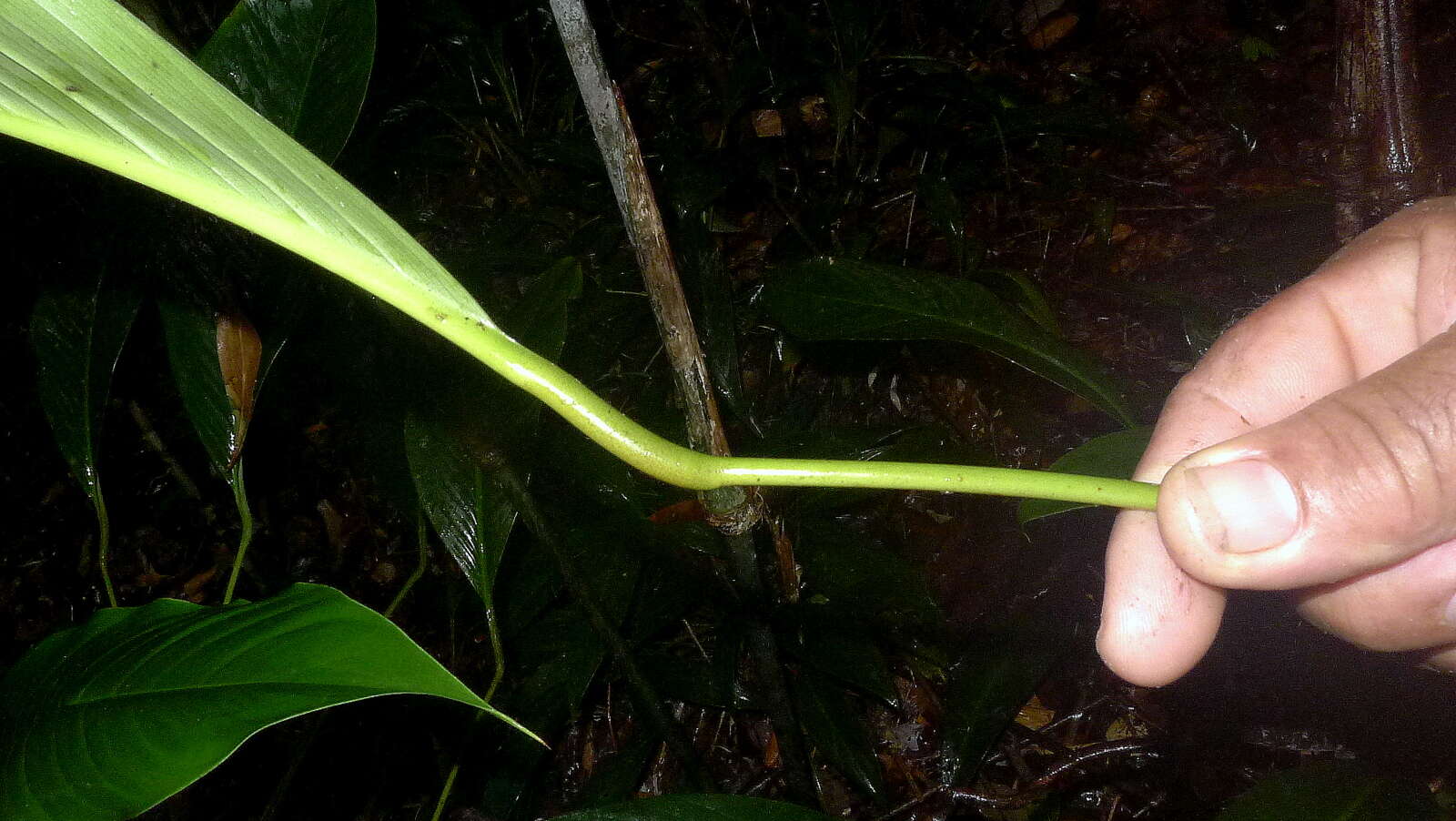 Image of Rhodospatha oblongata Poepp.