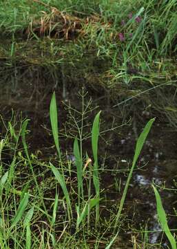 Image of water plantain