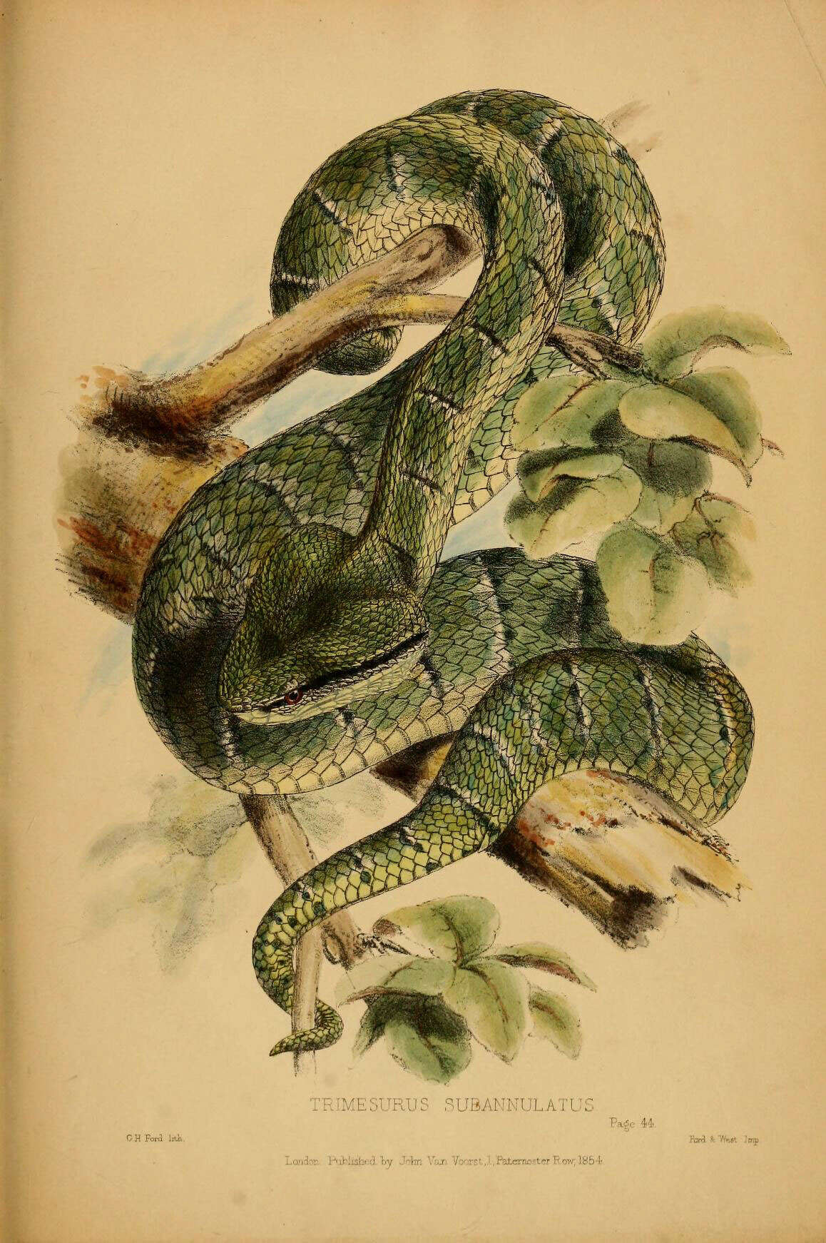 Image of Tropidolaemus Wagler 1830