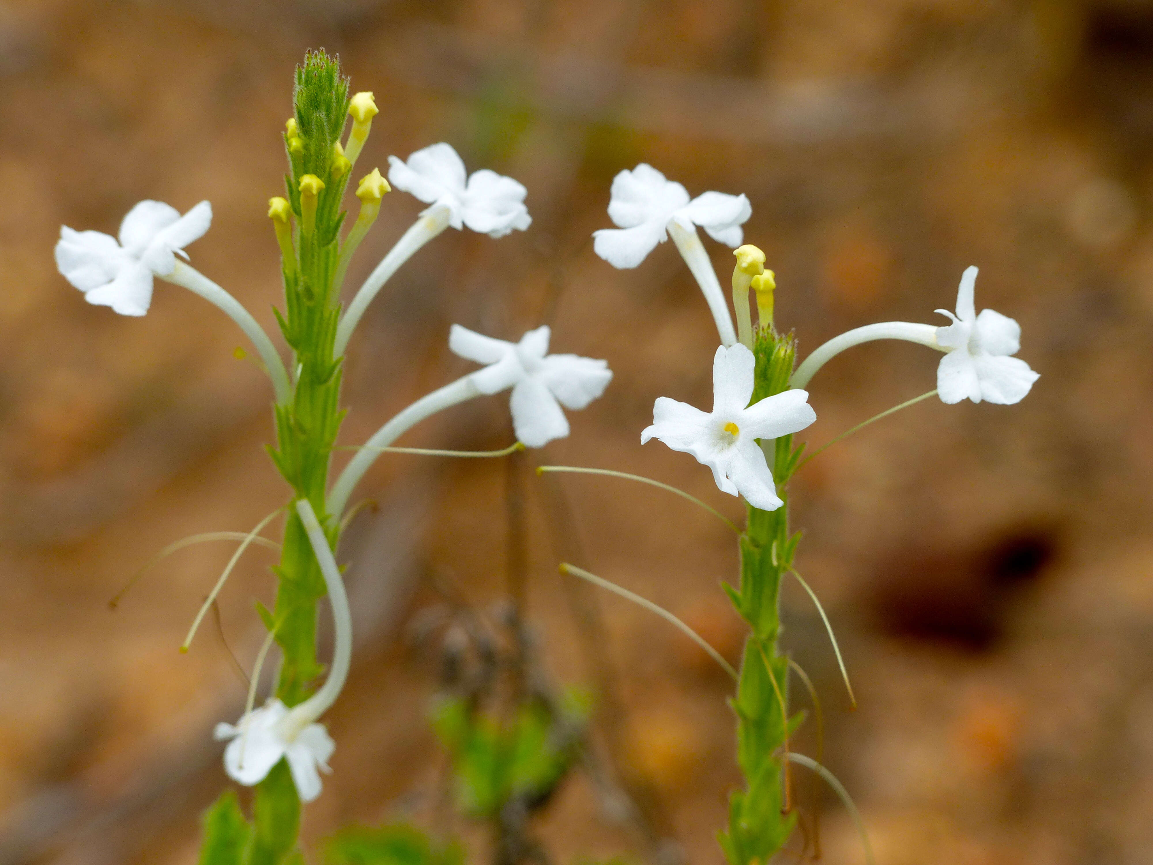 Image of Chascanum hederaceum (Sond.) Moldenke