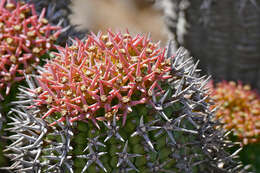 Sivun Euphorbia stellispina Haw. kuva