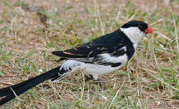 Image of Pin-tailed Whydah