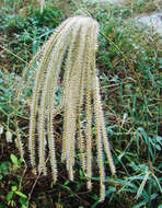 Image of crowngrass