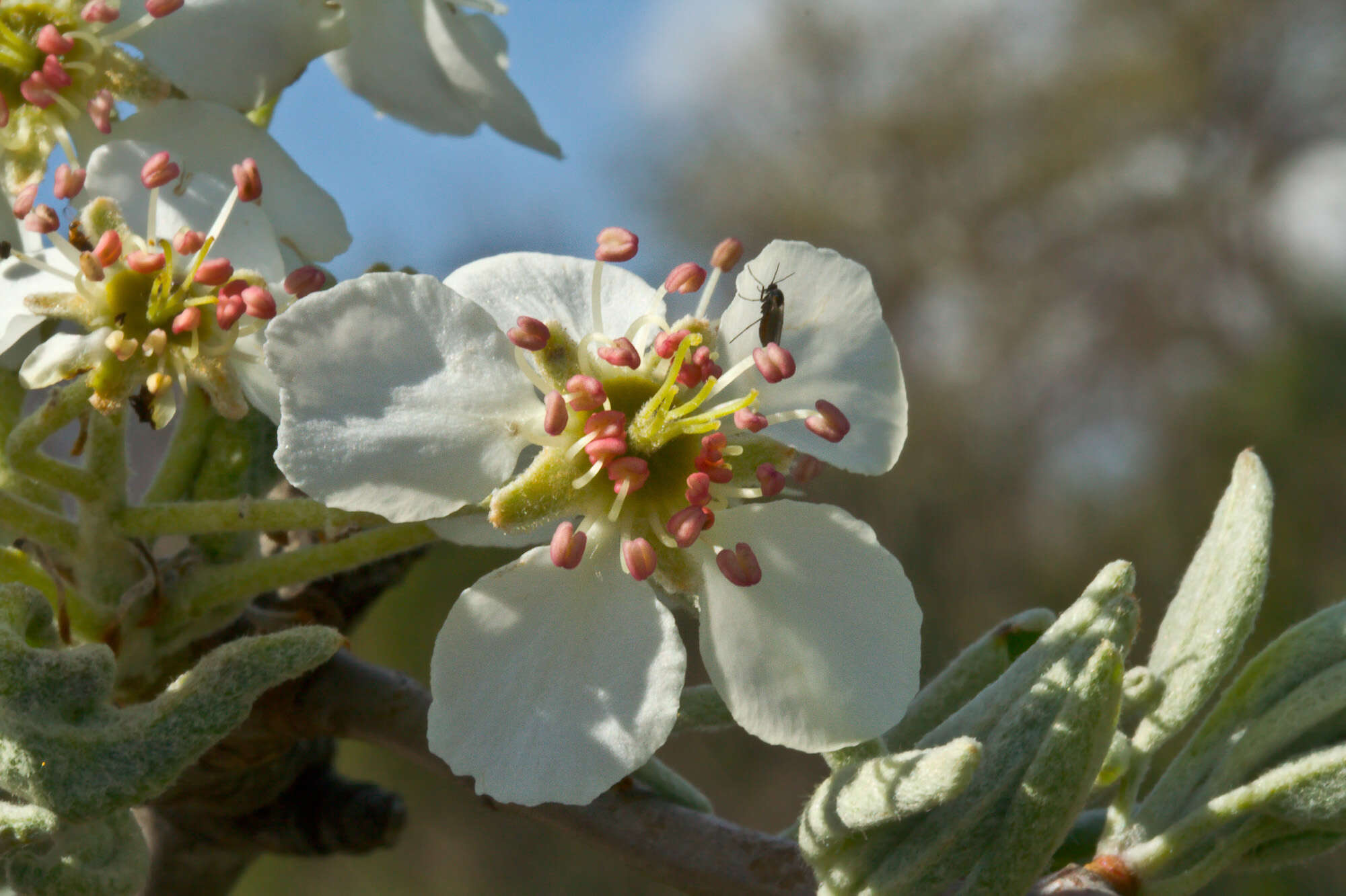 Image of pear