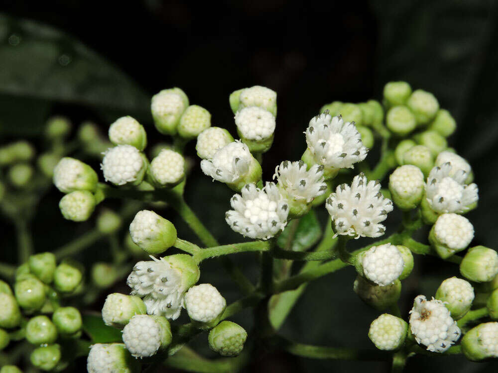 Image of Clibadium glomeratum Greenm.