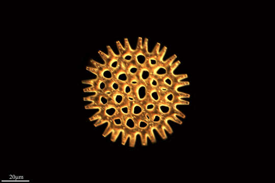 Image of Pediastrum Meyen 1829