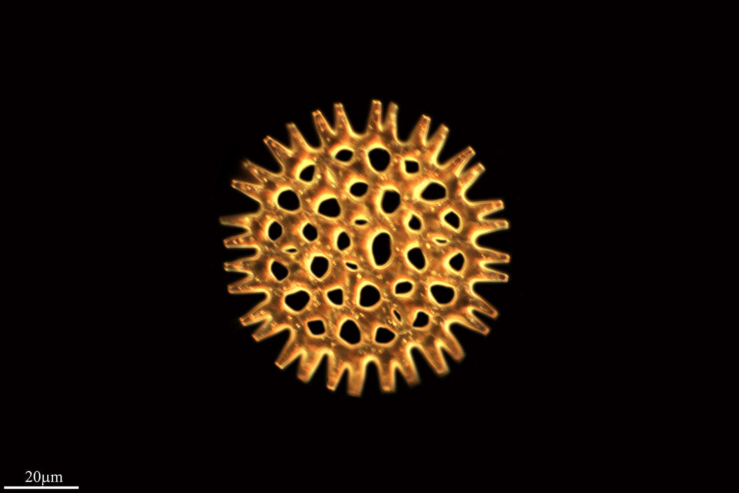 Image of Pediastrum Meyen 1829