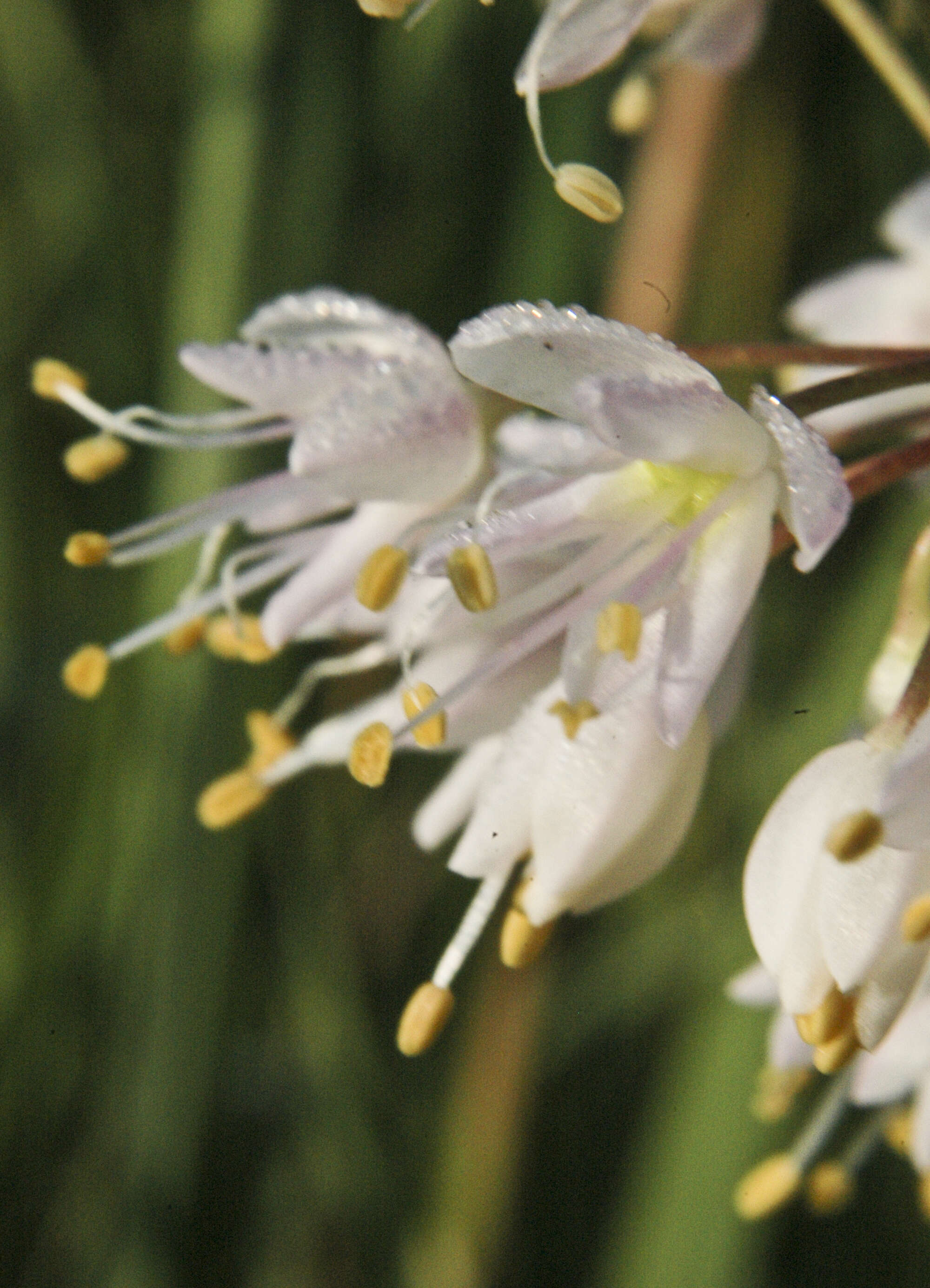 Image of Lady's leek