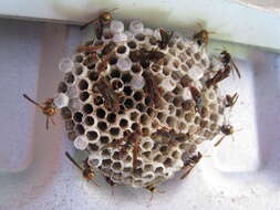 Image of Polistes humilis (Fabricius 1781)