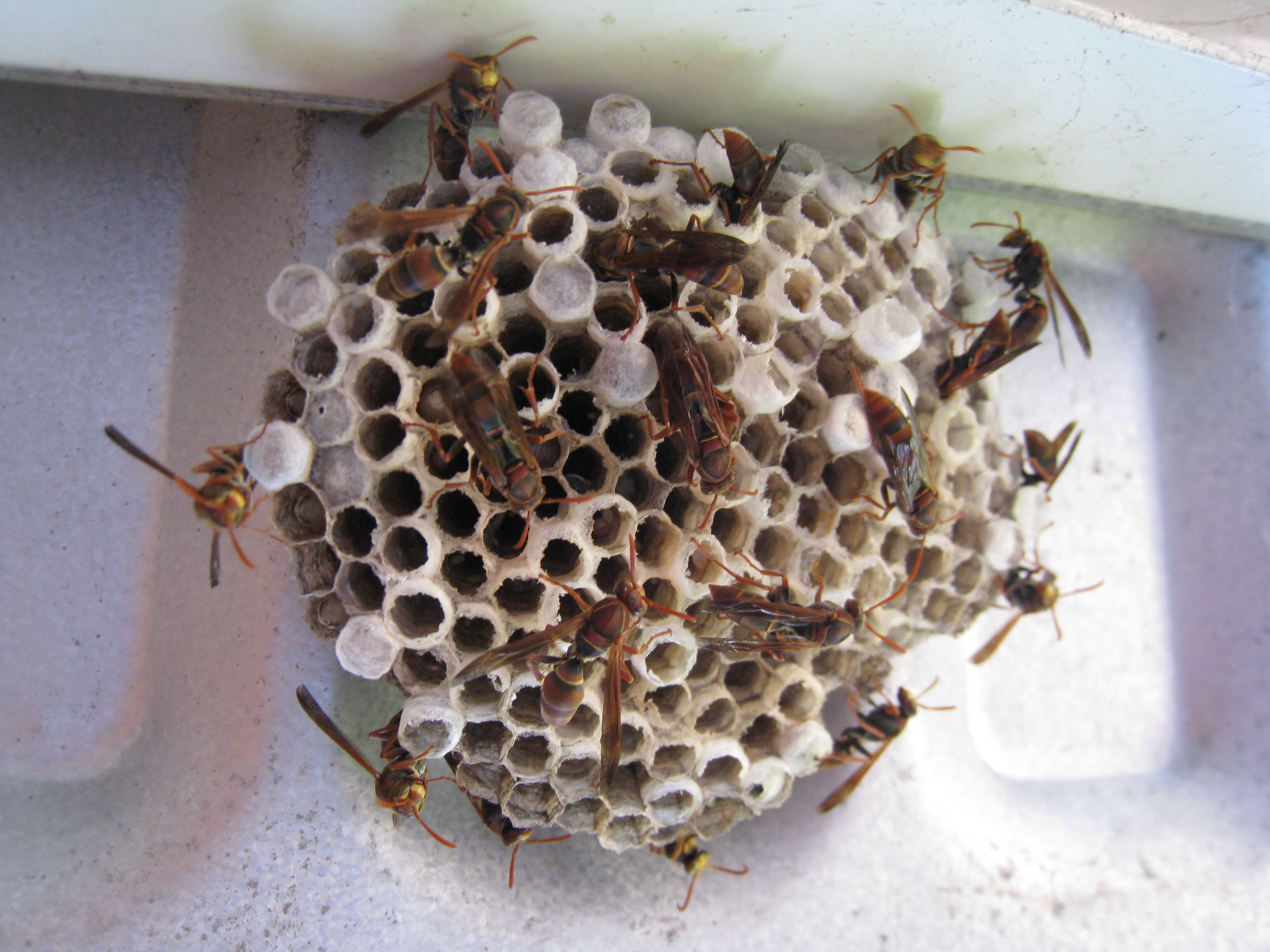 Image of Polistes