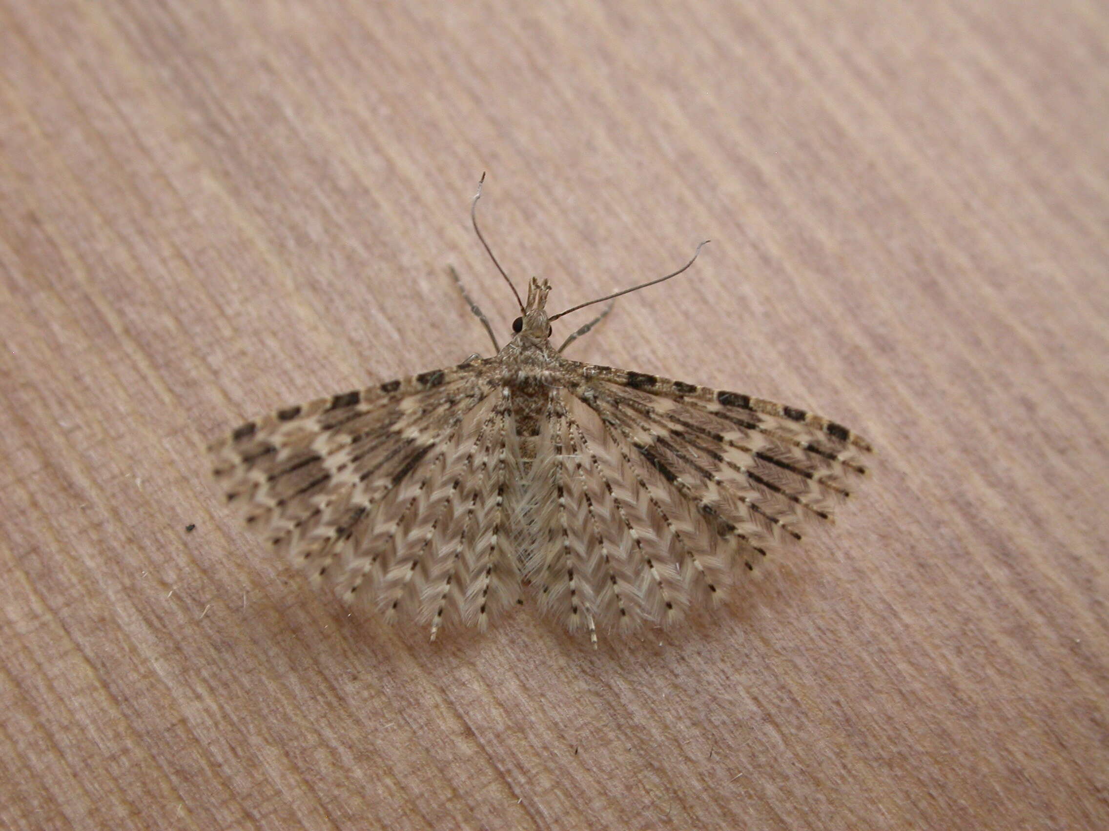 Image of Many-plume Moths