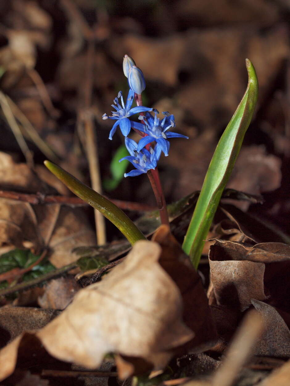 Image of Scilla vindobonensis Speta