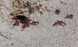 Image of Harvester Ants