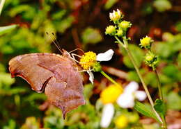 Слика од Polygonia interrogationis Fabricius 1798