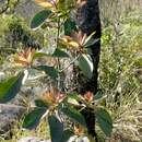 Image of Anneslea fragrans Wall.