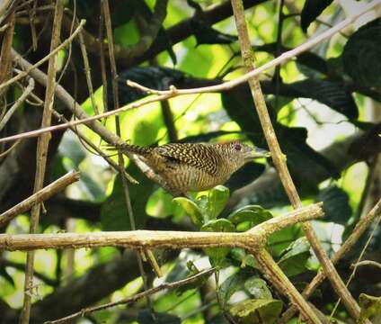 Image of Fasciated Antshrike