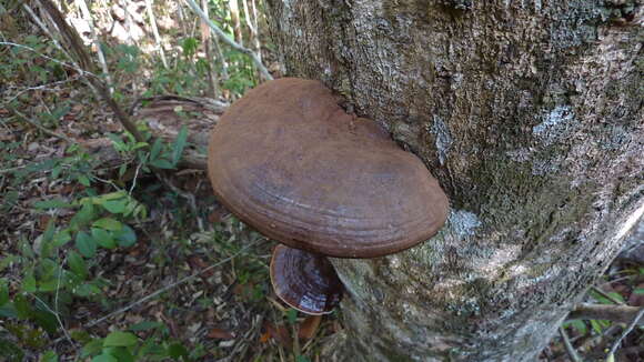 Imagem de Ganoderma australe (Fr.) Pat. 1889