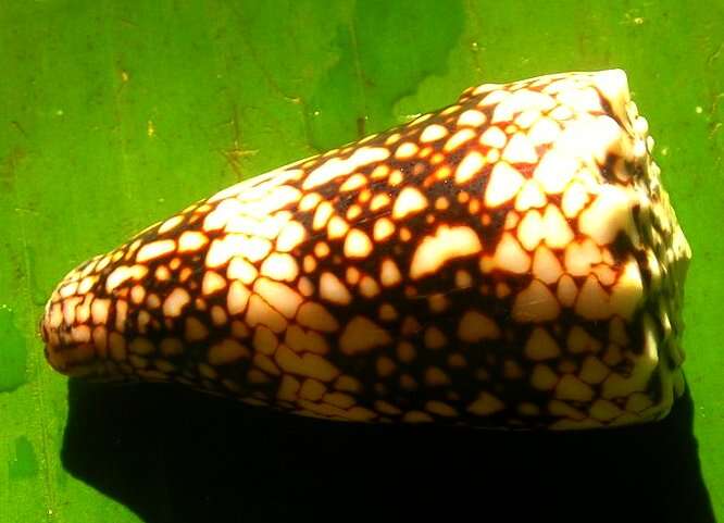 Image of cone snails