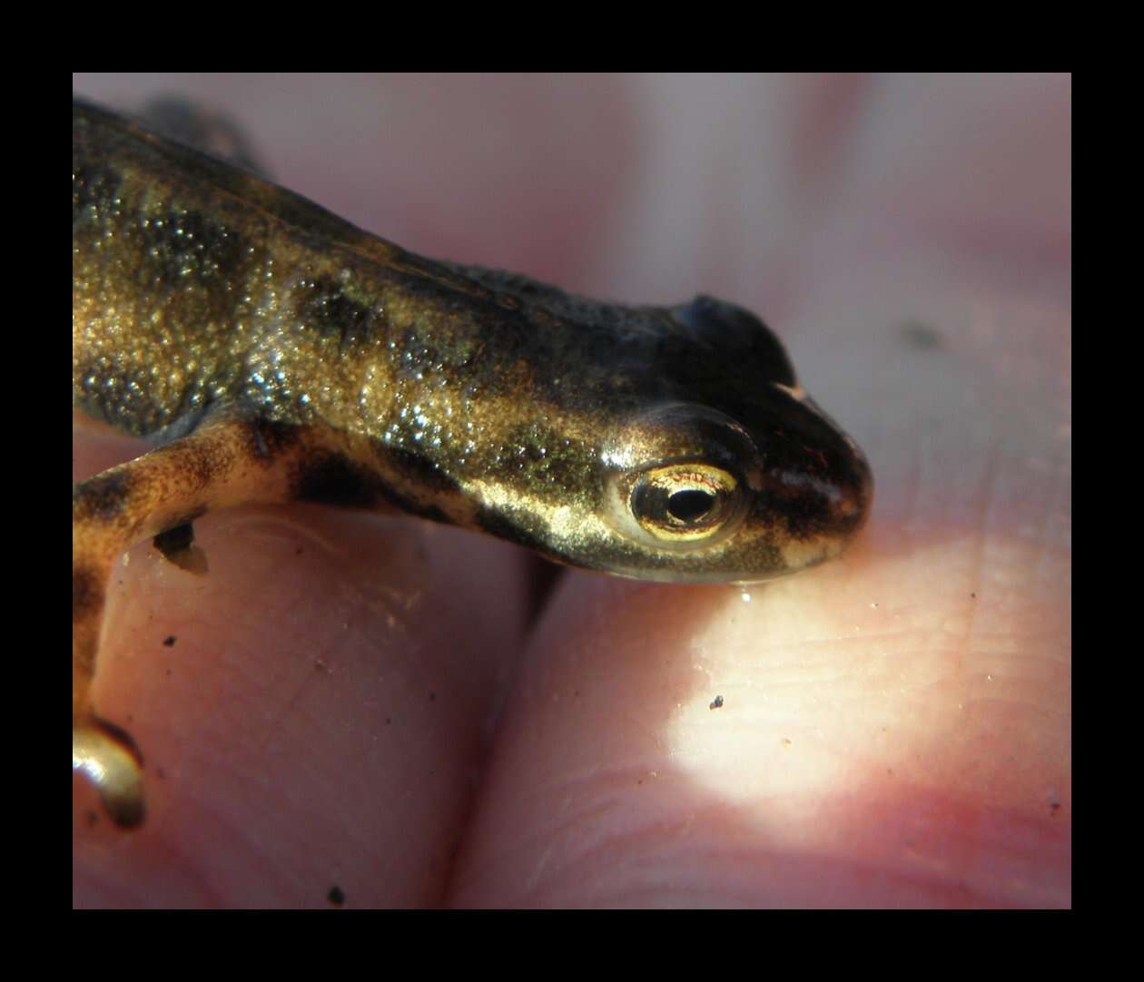 Image of Smooth Newt