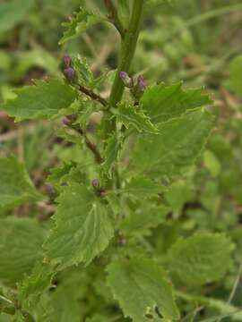 Image of pineland lobelia