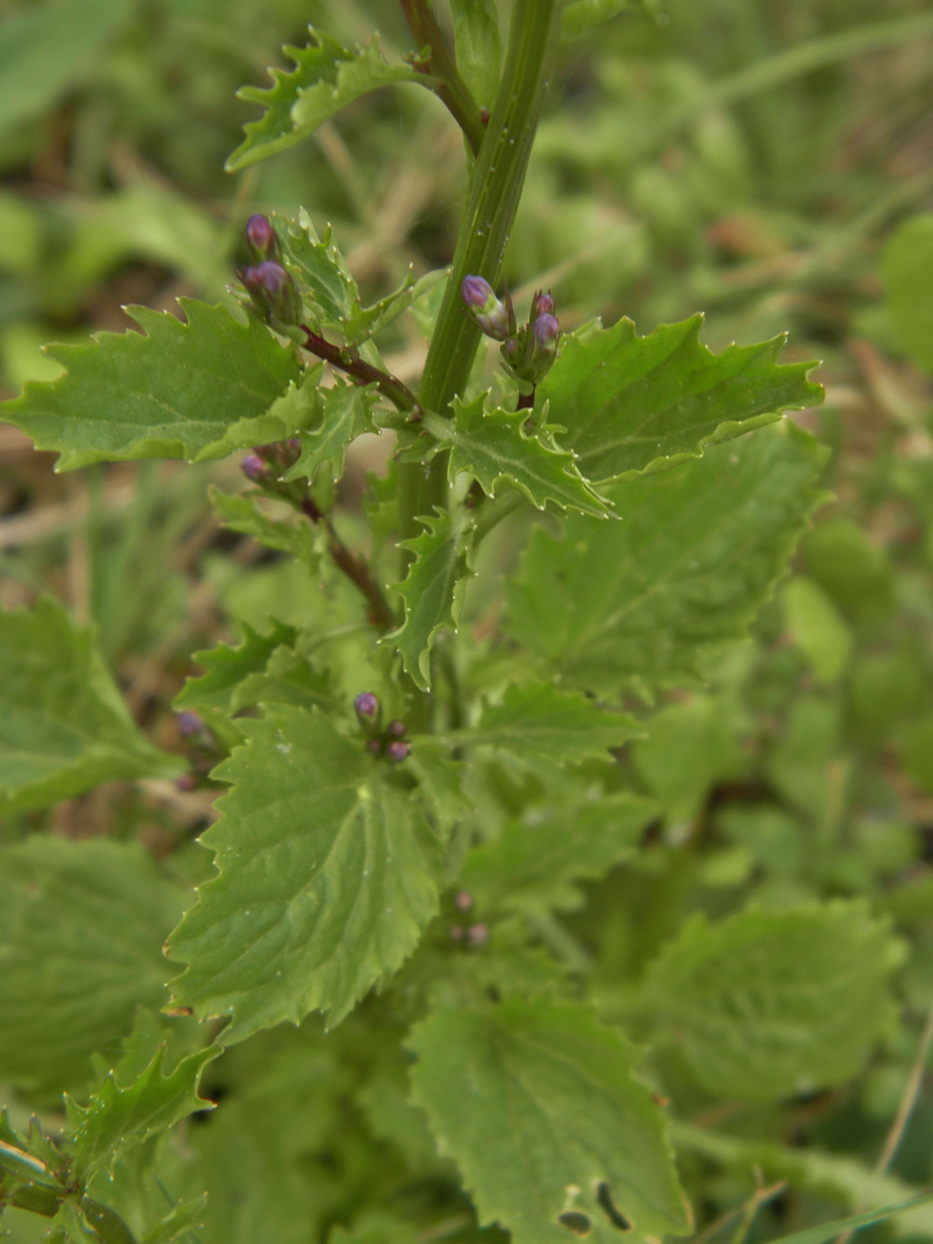 Image de Lobelia homophylla E. Wimm.