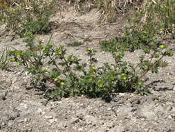 Image of brook cinquefoil