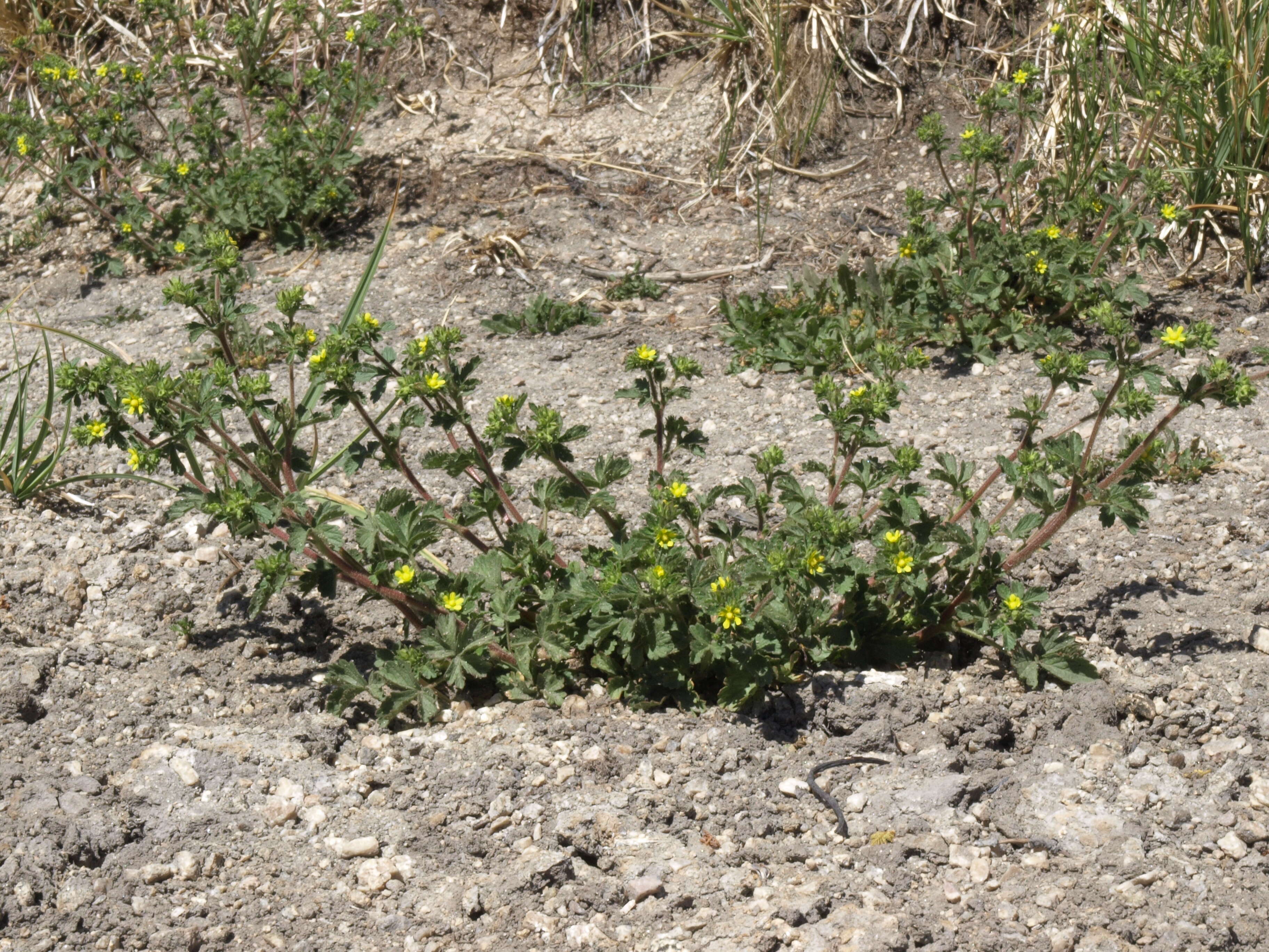 Image of brook cinquefoil