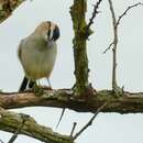 Image of Black-crowned Tchagra