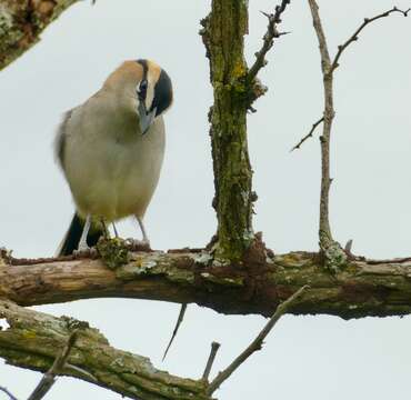 Image of Black-crowned Tchagra